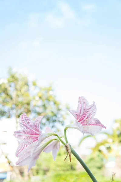 Absztrakt virágot háttér, reggel friss színes virág — Stock Fotó