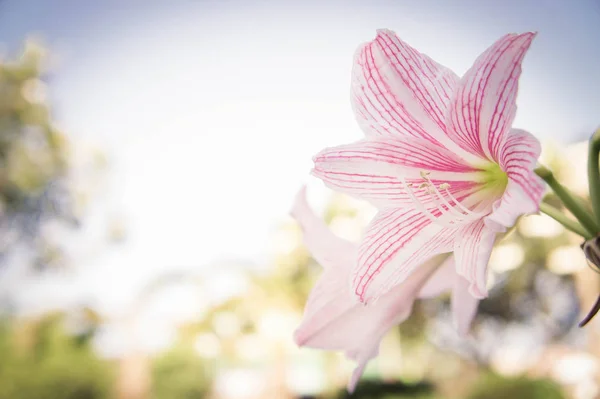 Abstrato flor fundo, flor cor fresca de manhã — Fotografia de Stock