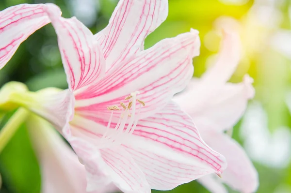 Абстрактний Квітковий Фон Квітка Свіжий Колір Вранці — стокове фото