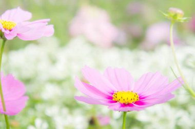 parkta pembe cosmos çiçekler, Çiçek Bahçe, pastel vintage tarzı flora gün güzel.