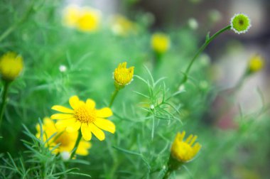 Sarı papatya çiçek parkta 