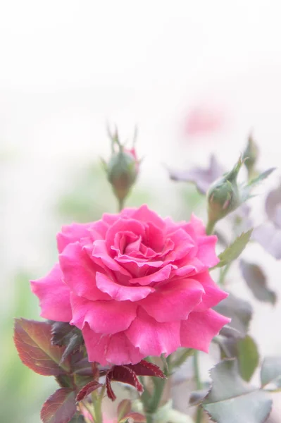 Rosa bonita rosa no jardim, rosas rosa com fundo bl — Fotografia de Stock