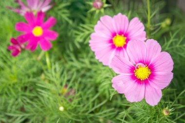 Papatya çiçekler, cosmos çiçek blossom sabah ışık
