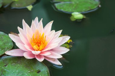 Güzel nilüfer çiçekleri ya da göletteki su zambakları