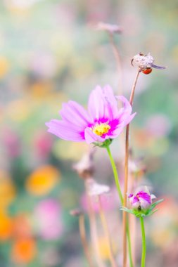 Papatya çiçek yüzüne alan gündoğumu için