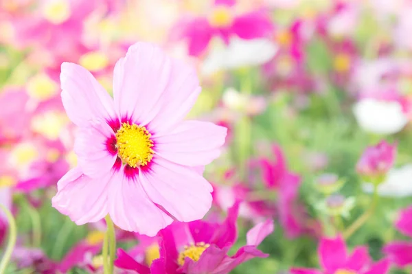 Flowers Cosmos Colorful Park Flowers Colorful Sunlight — Stock Photo, Image