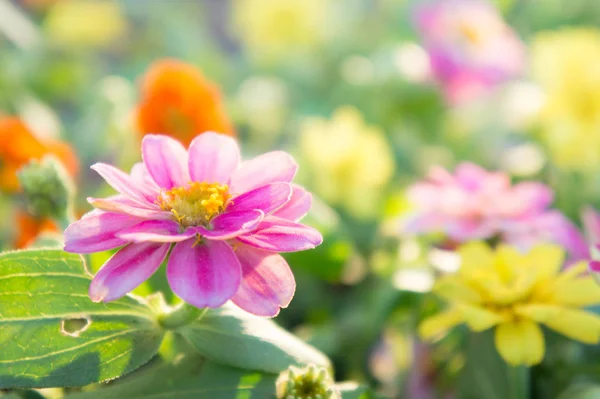 Flora Bloemen Tuin — Stockfoto