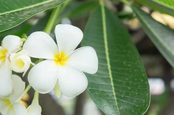 Plumeria Blumen Weiße Blumen — Stockfoto