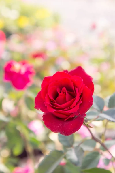 Vermelho Rosa Flores Jardim Rosa Colorida — Fotografia de Stock