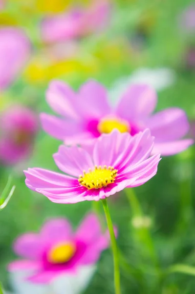 索尼粉色波斯菊花海中朴 盛开的花园 柔和的风格 — 图库照片