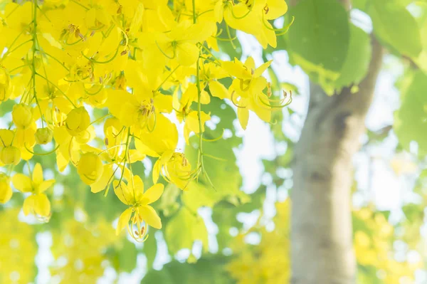 Cassia Fistula Flowers Golden Shower Flowers Yellow Flowers Summer Thailand — Stock Photo, Image