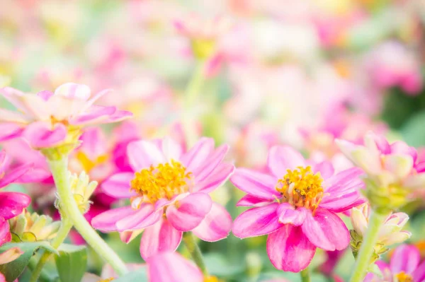Roze Bloemen Tuin Bloem Zinnia Elegans Een Achtergrond Kleur Natuur — Stockfoto