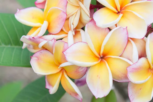 Plumeria Blumen Schöne Blumen Garten — Stockfoto