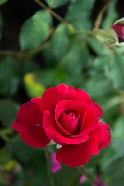 Vermelho Rosa Flores Jardim — Fotografia de Stock