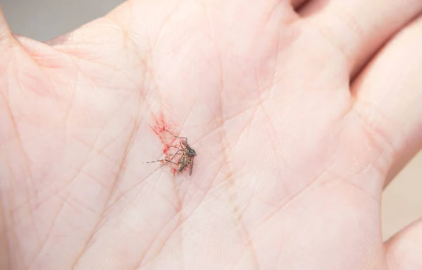 Dead Mosquitoes Hand Palm — Stock Photo, Image