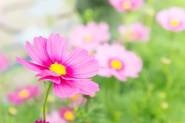 Roze Bloemen Tuin Kosmos Mooie Bloemen Zonlicht Ochtend Pastel Stijl — Stockfoto