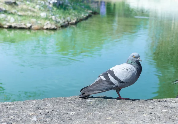 Pigeon is often found along the park. — Stock Photo, Image