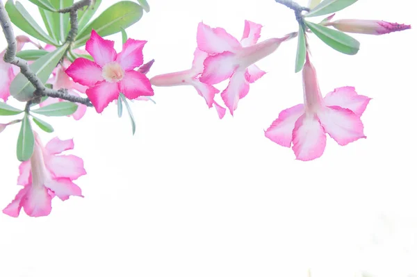 Azalea Květiny Růžové Květy Bílém Pozadí — Stock fotografie