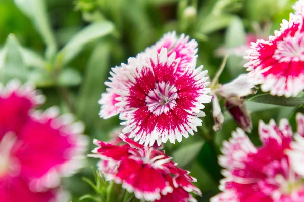 Dianthusblume, Blütenpracht im Garten, schöne bunte Blumen — Stockfoto