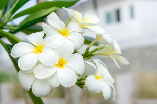 Plumeria vita blommor i trädgården — Stockfoto