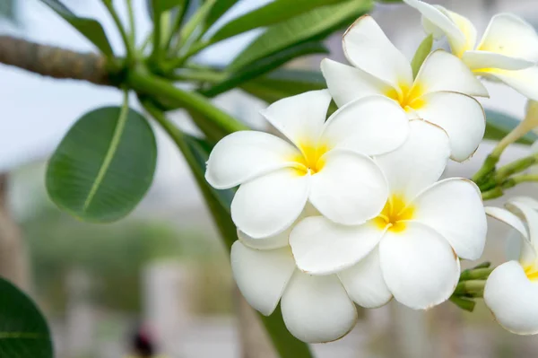 Plumeria biała kwiaty w ogrodzie — Zdjęcie stockowe