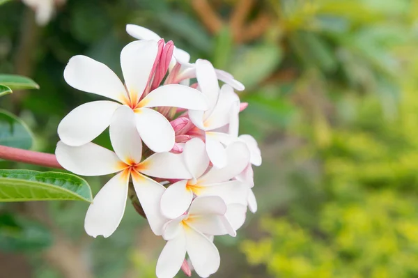 Plumeria flores brancas no jardim — Fotografia de Stock