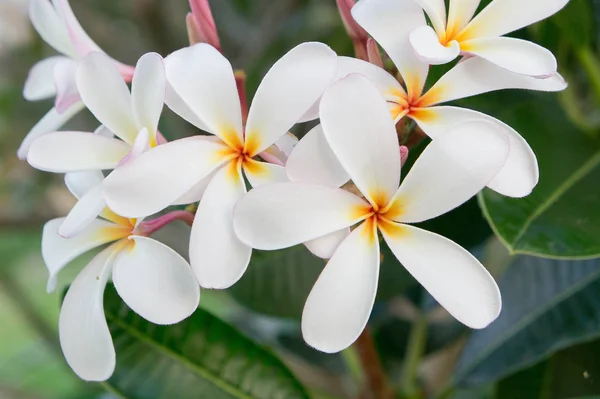Plumeria weiße Blumen im Garten — Stockfoto