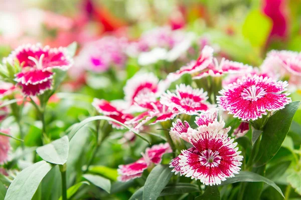 Dianthusblüte, blumenblüte im garten, schöner colo — Stockfoto