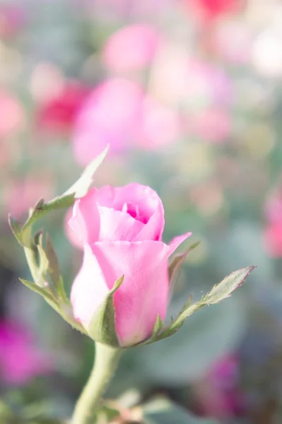 Рожеві квіти троянд в саду вінтажний стиль романтичний розквіт — стокове фото