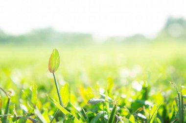 Çim alan güneş alan, greensward