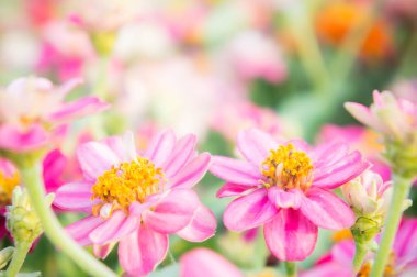 Çiçek Bahçe, çiçek zinnia elegans, renk doğa arka plan pembe