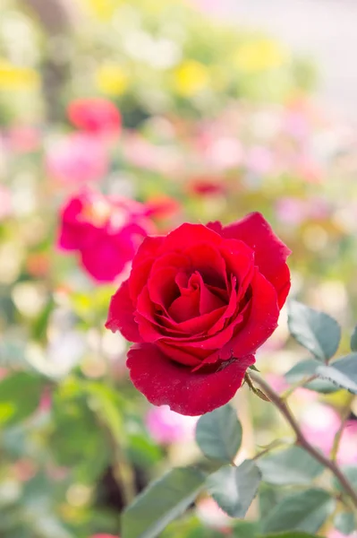 Vermelho rosa flores no jardim, rosa colorida — Fotografia de Stock
