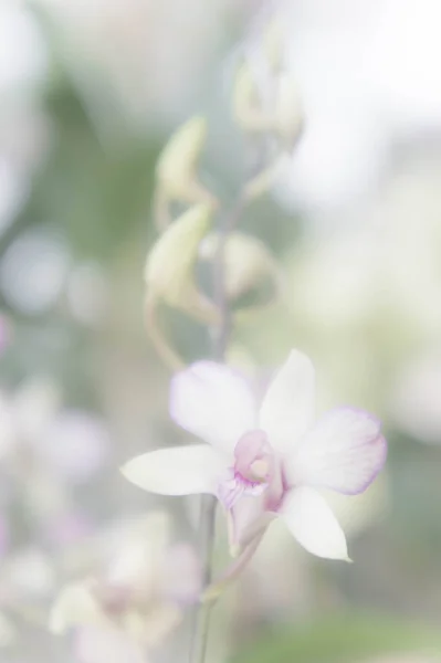 Flores Orquídea Branco Vintage Filtro Branco Estilo Vintage Fundo — Fotografia de Stock