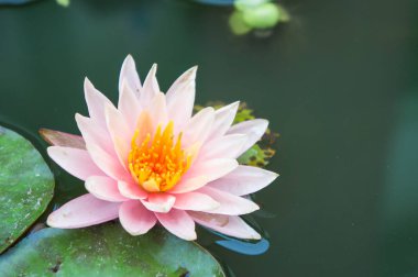 Güzel nilüfer çiçekleri ya da göletteki su zambakları