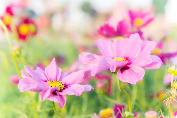 粉红色的波斯菊花海，雏菊盛开在花园里的花 — 图库照片