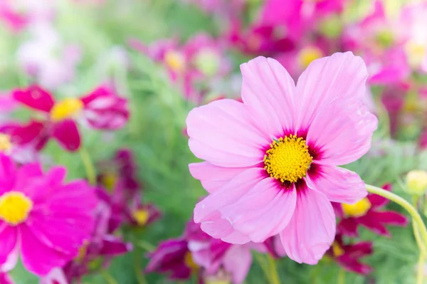 Rosa Kosmosblumen, Gänseblümchen blühen im Garten — Stockfoto