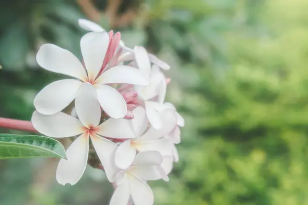 Weiße Frangipani-Blüten Gänseblümchen-Kurblumen im Naturgarten — Stockfoto