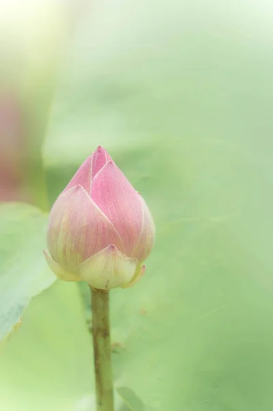 Цветы лотоса Природа с легким утром день, святой день — стоковое фото