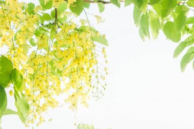 Cassia fistül sarı çiçek papatya yaz filtre vintage ile 