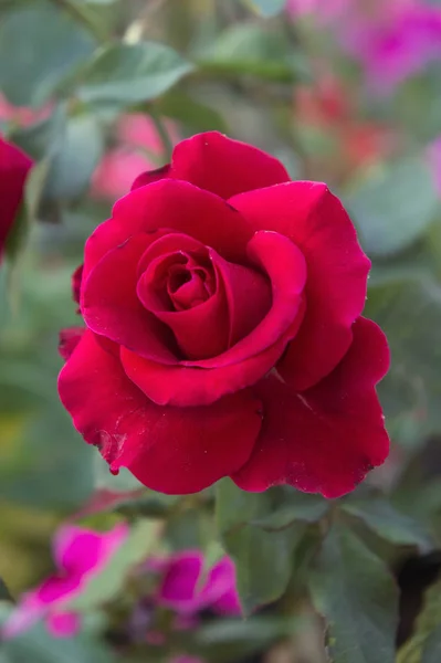 Vermelho rosa flores no jardim, rosa colorida — Fotografia de Stock