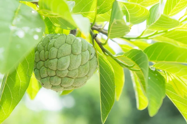 Custard apple on the tree fruit of thailand — Stock Photo, Image