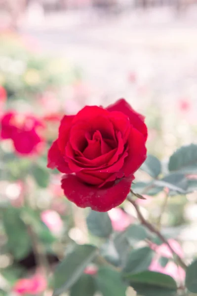 Червоні троянди квіти в саду, барвиста троянда — стокове фото