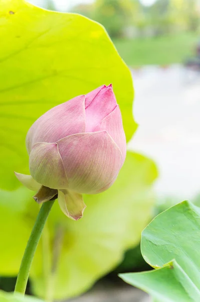 Цветы лотоса или водянистые цветы в пруду природы в святой день — стоковое фото