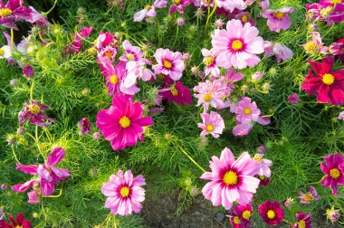 bahçede çiçek çiçek papatya cosmos çiçek 