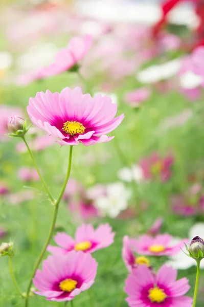 Flower garden in the field, pink flowers on the nice happy day — Stock Photo, Image