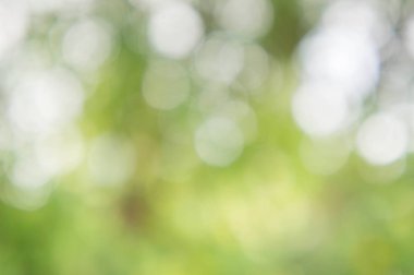 doku doğa bulanıklık ve bokeh arka plan 