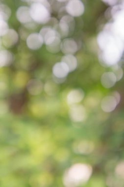 doku doğa bulanıklık ve bokeh arka plan 