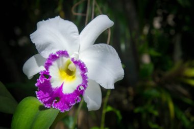 beyaz çiçekler veya doğada çiçek açan cattaleya orkide çiçek