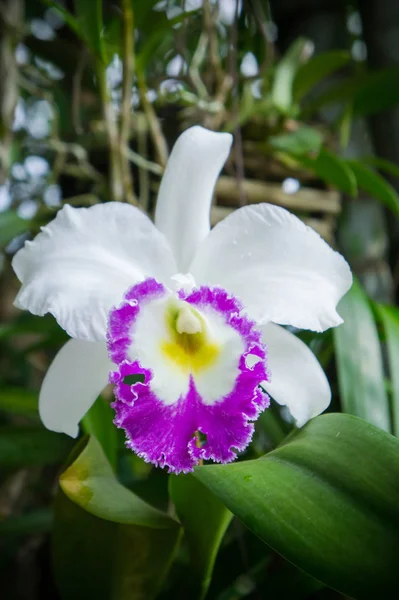 beyaz çiçekler veya doğada çiçek açan cattaleya orkide çiçek