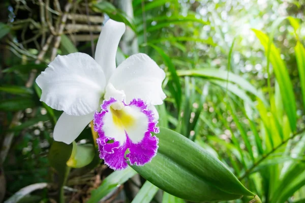 beyaz çiçekler veya doğada çiçek açan cattaleya orkide çiçek